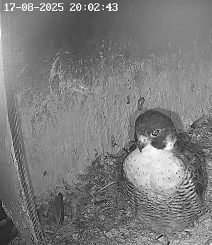 Screenshot_2025-08-17-20-57-15-839_com.android.chrome