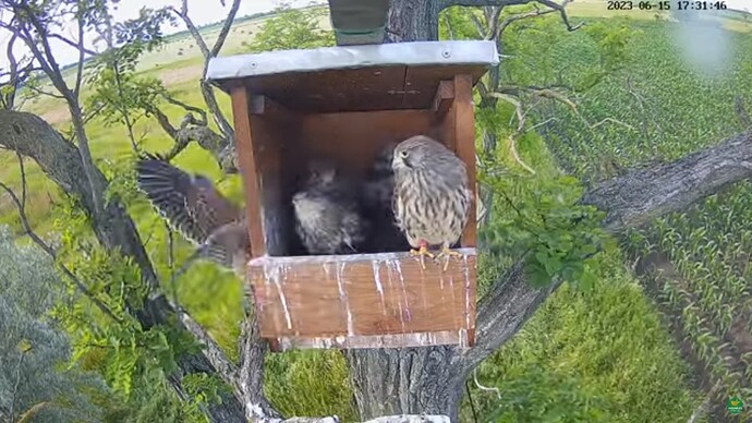 tfhu_230615_2fledgling