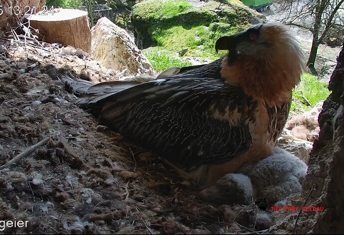 Screenshot_20250330_132236_Chrome