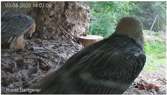 Screenshot_20250803-140416~2