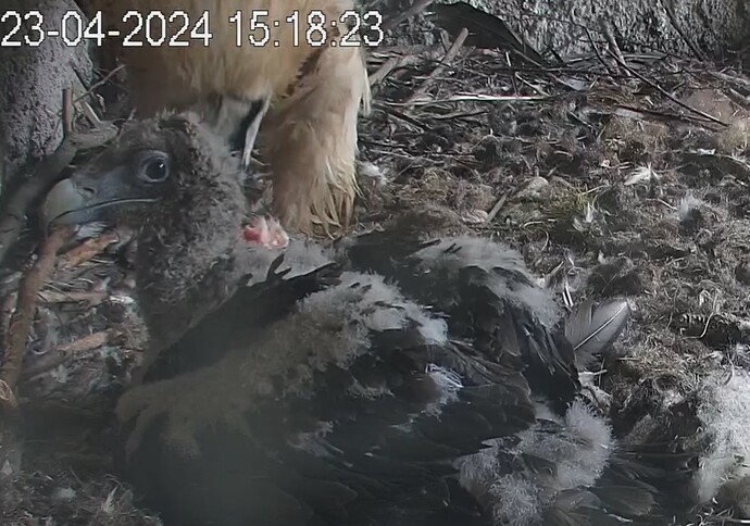 Es schmeckt 23.04.24