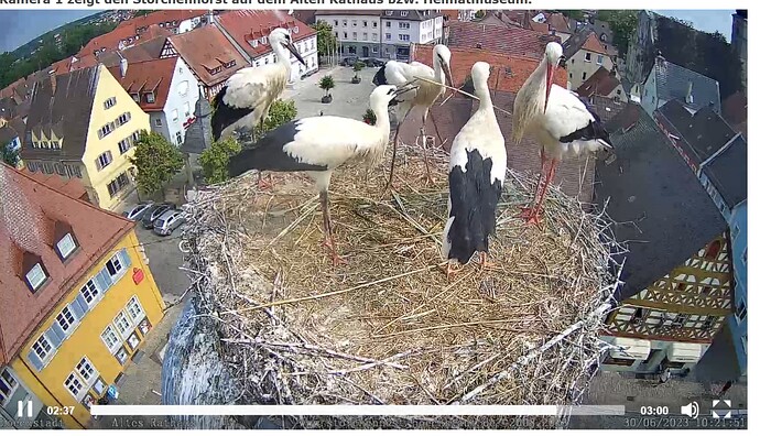 Nest aufräumen 1 (2).PNG