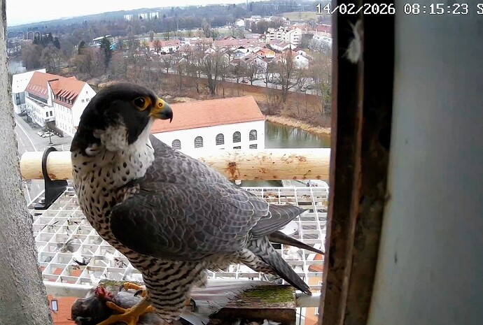 Screenshot_2026-02-14-08-15-43-500_com.android.chrome~2