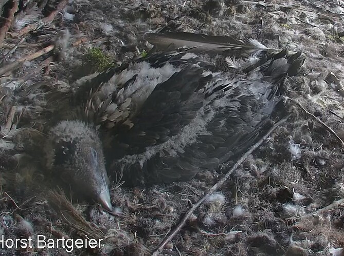 vom Schlaf überwältigt 29.04.24