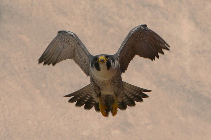 Falco Weiterflug 7