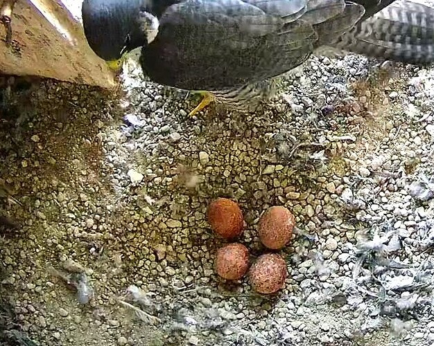 eier