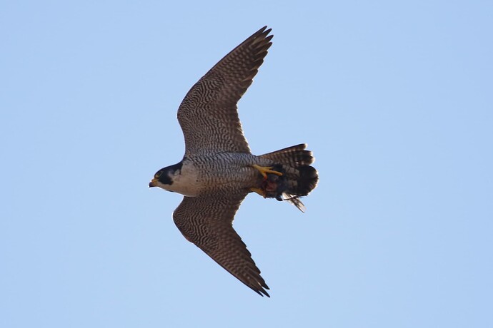Falco mit Beute 4
