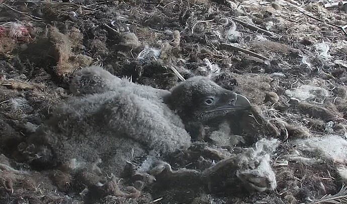 Am Nest knabbern 28.03.24