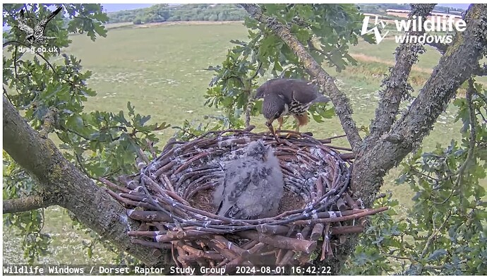 Screenshot 2024-08-01 201527