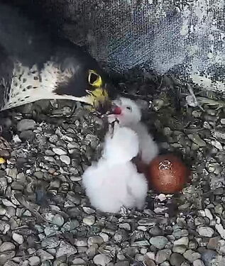 Snap_2024.04.04_10h36m15s_007_