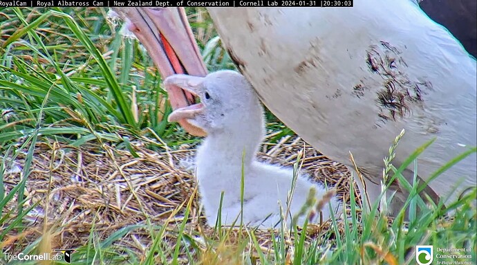 Screenshot_2024-01-31-08-30-30-347_com.google.android.youtube