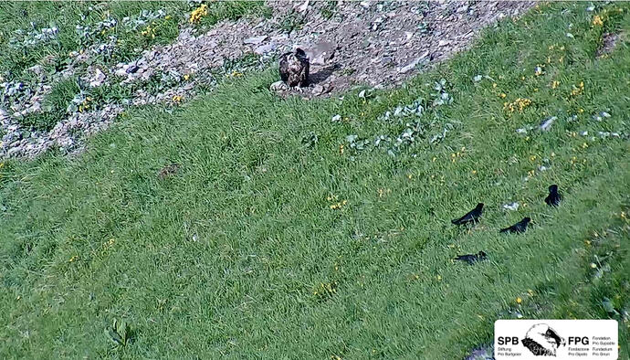 Wildis Freunde 17.06.26
