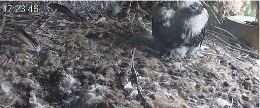 Snap_2024.04.20_17h24m51s_009_