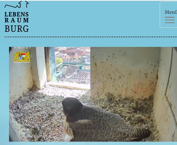 Screenshot_20230411_124531_Samsung Internet