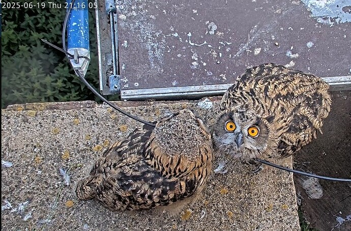 Screenshot 2025-06-19 211127