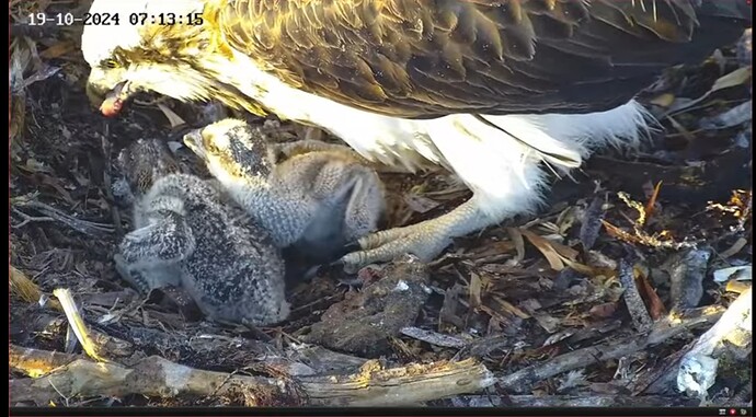 Screenshot_20241019_005951_YouTube