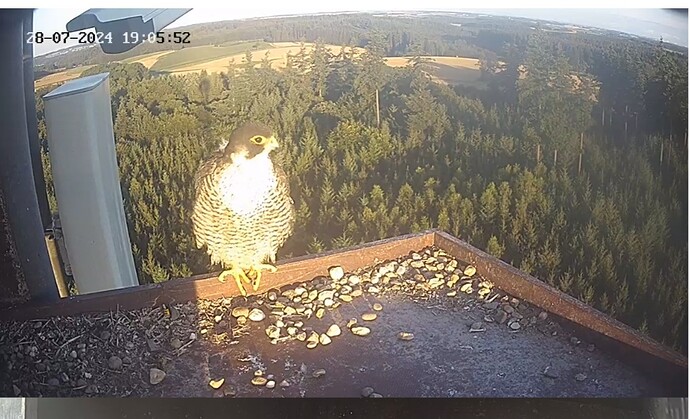 Screenshot_20240728_200430_Chrome