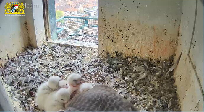 Snap_2023.04.18_09h53m11s_004_