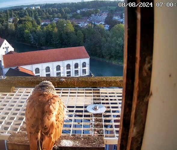 Screenshot_2024-08-08-07-00-23-917_com.android.chrome