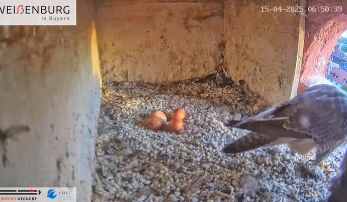 Screenshot_2025-04-15-07-34-27-809_com.google.android.youtube