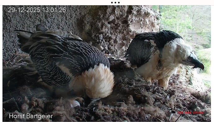 Screenshot_20251229-130228~2