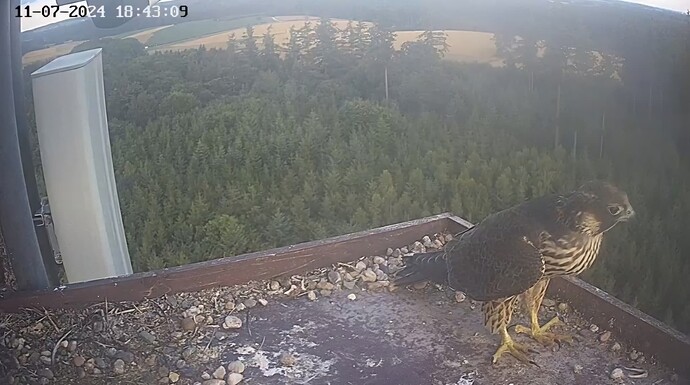 Screenshot_20240711_194141_Chrome