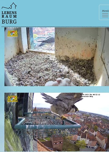 Screenshot_20230413_085231_Samsung Internet