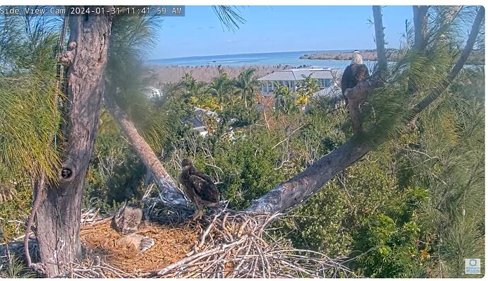 Screenshot 2024-01-31 191035