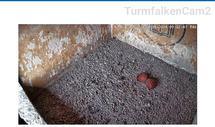 Screenshot_20240418-093231~2