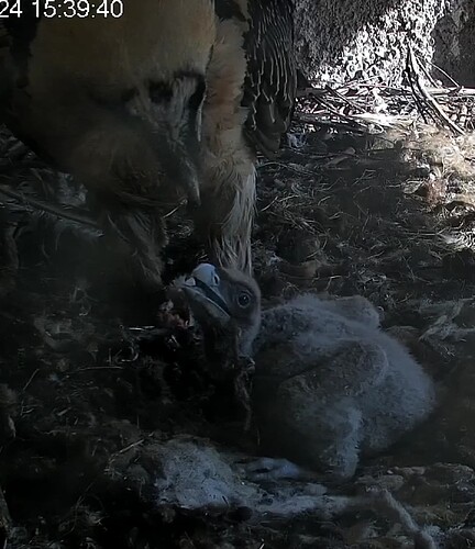 Screenshot_20240320-153954~2