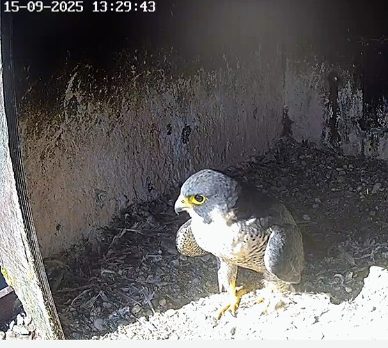 Screenshot_2025-09-15-14-26-52-102_com.android.chrome~2