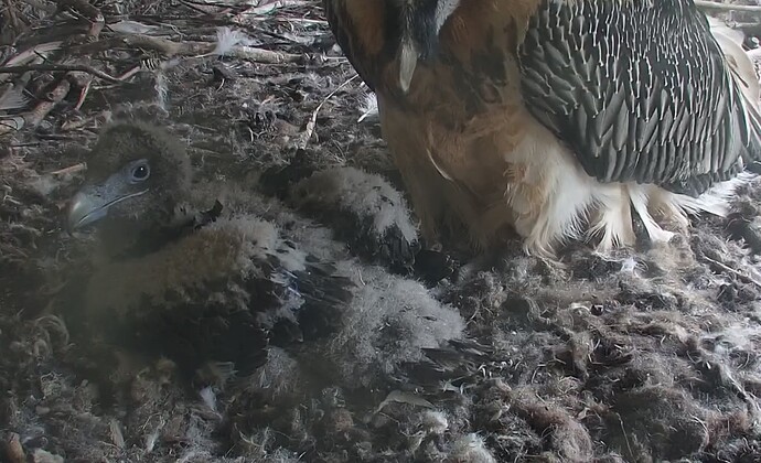 schönes Küken 16.04.24