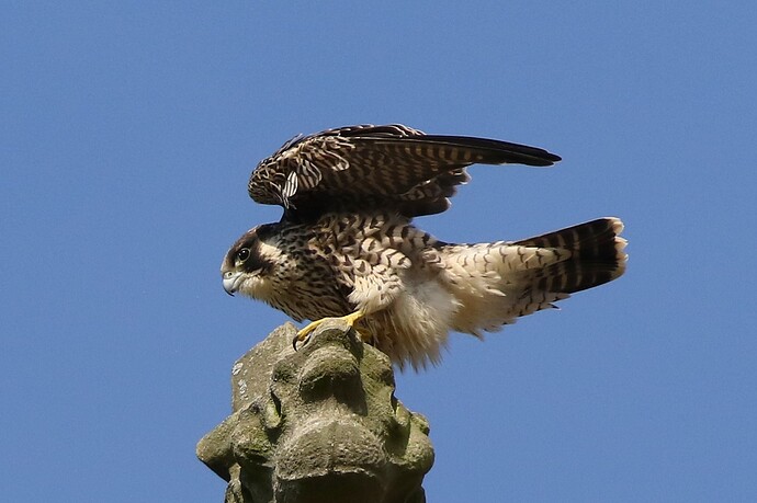 Jungfalke 2