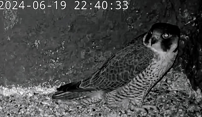 Screenshot_2024-06-19-22-40-41-794_com.android.chrome