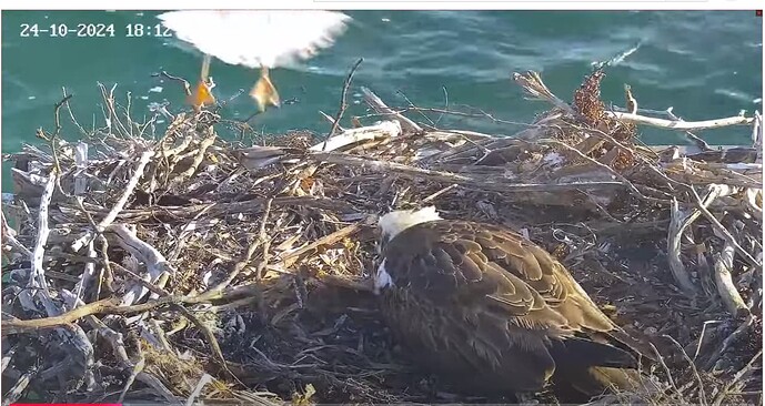 Screenshot 2024-10-24 200809