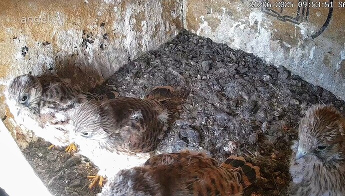 Screenshot_2025-06-21-09-49-26-663_com.android.chrome