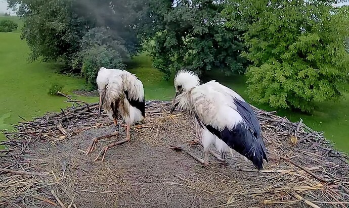 Screenshot_2025-07-26-12-49-13-130_com.google.android.youtube~2