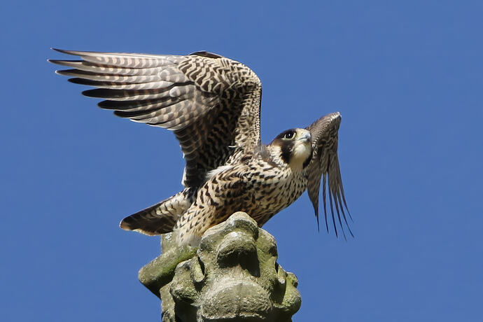 Jungfalke 2a