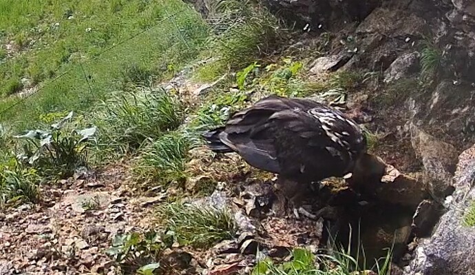 Screenshot_2025-06-17-07-54-17-280_com.android.chrome