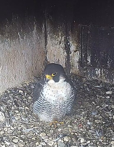 Screenshot_20240724_104743_Chrome