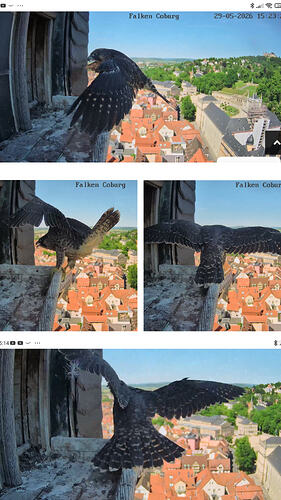 20260529_154620-COLLAGE