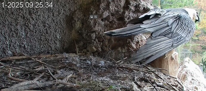 M verläßt den Ansitz 08.11.25