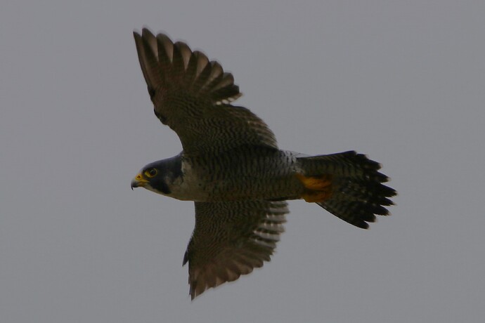 Falco Sonntag 16a