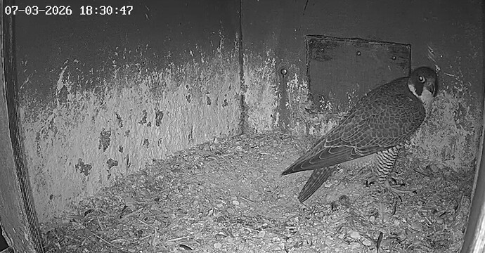 Screenshot_20260307_182429_Chrome