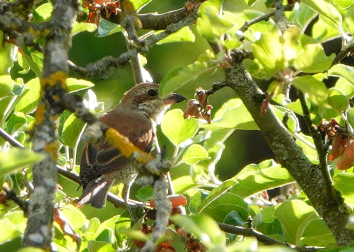 DSC05467