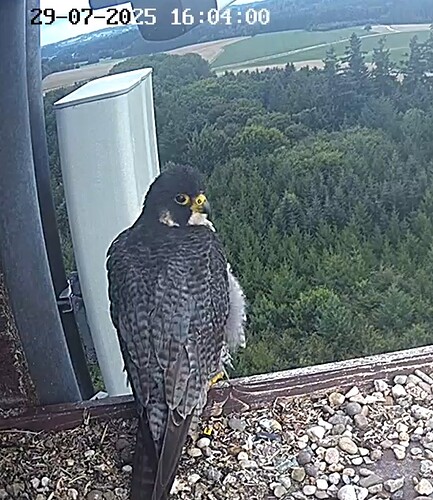 Screenshot_2025-07-29-16-04-05-321_com.android.chrome