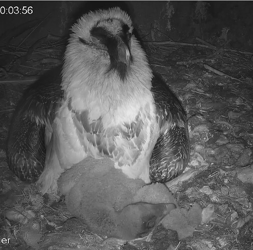 Im Bett beim  Bartgeierküken 24.03.24