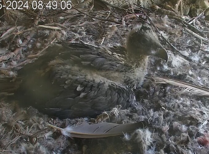 Aus dem Schlaf hochgeschreckt 02.05.24