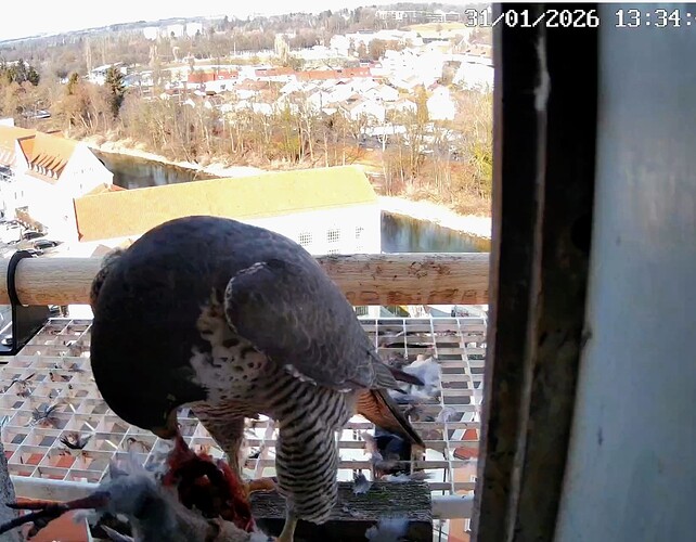 Screenshot_2026-01-31-13-35-06-449_com.android.chrome~2