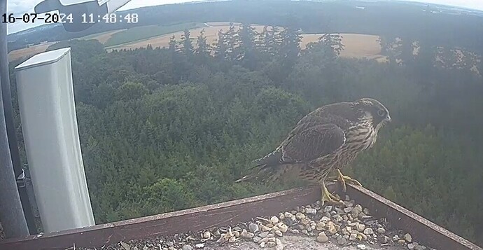 Screenshot_20240716_124817_Chrome